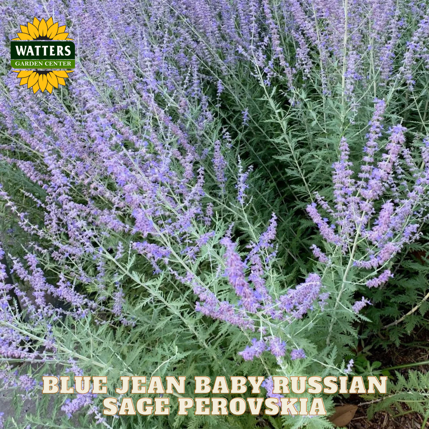 Purple flowering plant with 'Watters Garden Center' logo and text overlay.