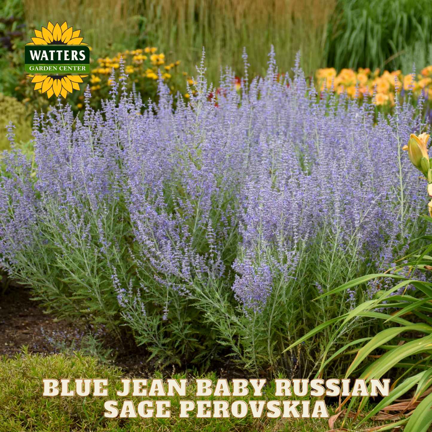 Garden scene with Blue Jean Baby Russian Sage Perovskia plants and Watters Garden Center logo.