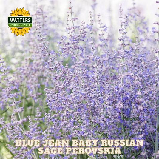 Blue Jean Baby Russian Sage Perovskia with Watters Garden Center logo