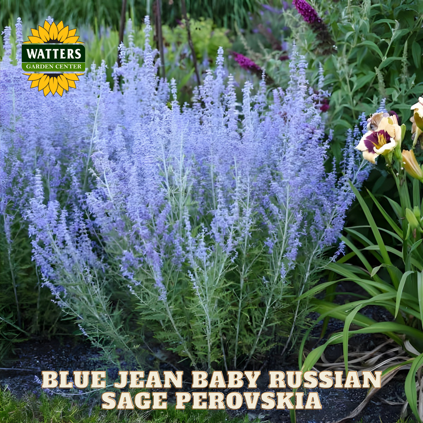 Blue Jean Baby Russian Sage Perovskia plant in a garden setting with Watters Garden Center branding.