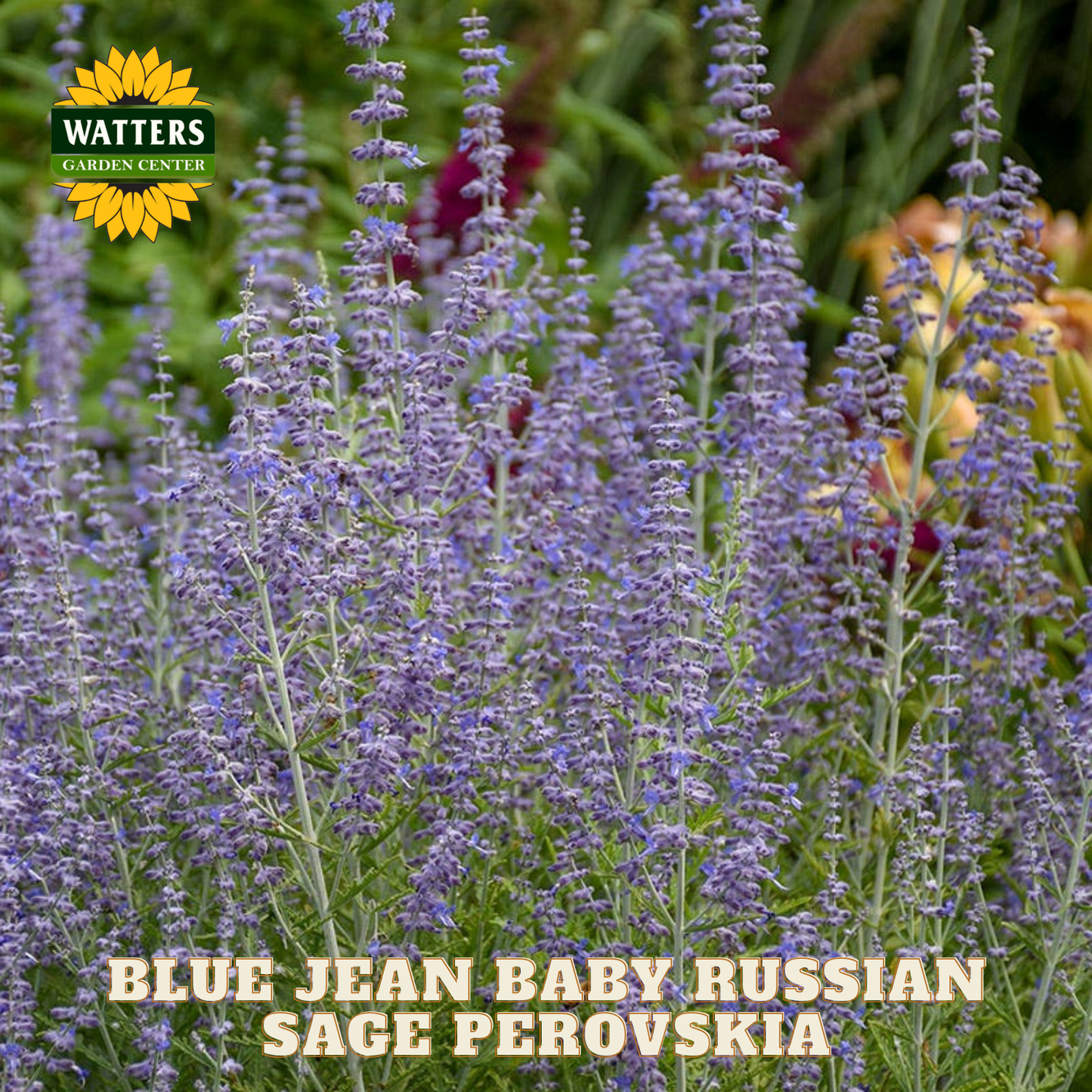 Purple flowering plants with Watters Garden Center logo and product name text.