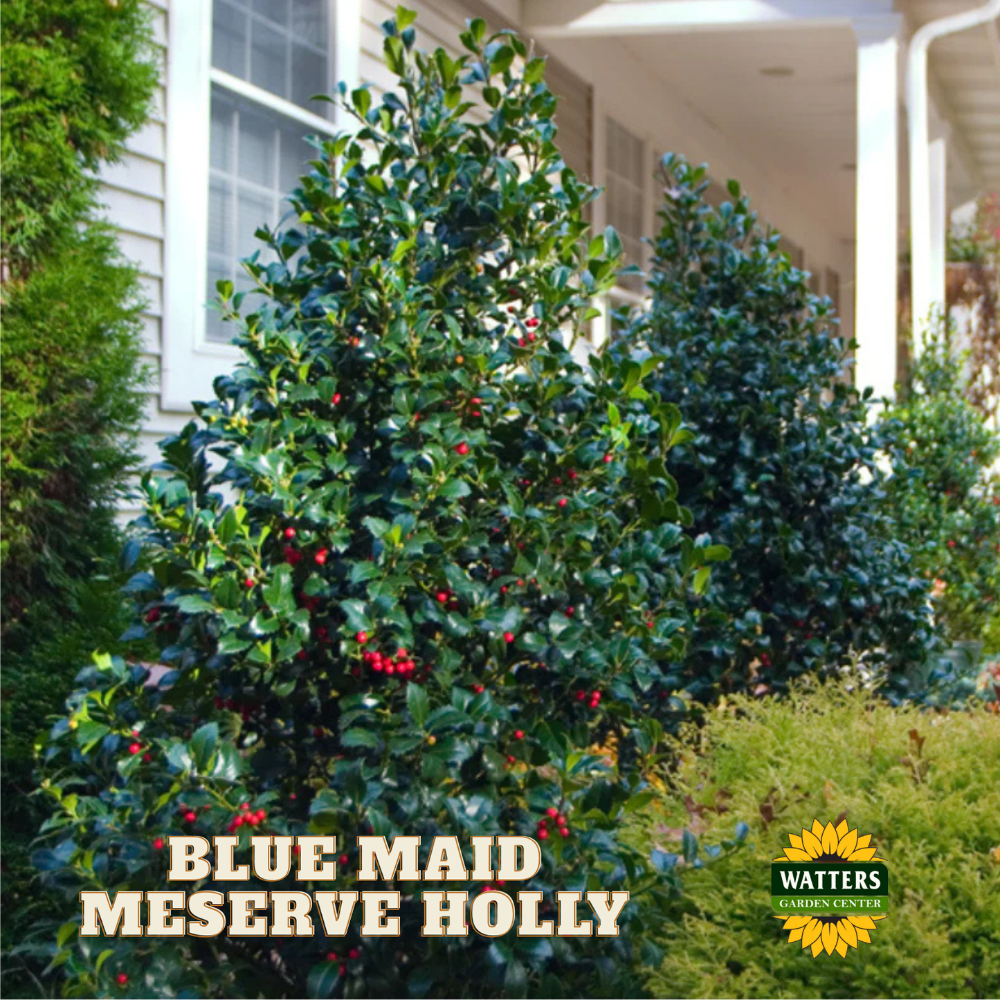 Blue Maid™ Meserve Holly (ILEX X MES. BLUE MAID) - 3 gallon 15"