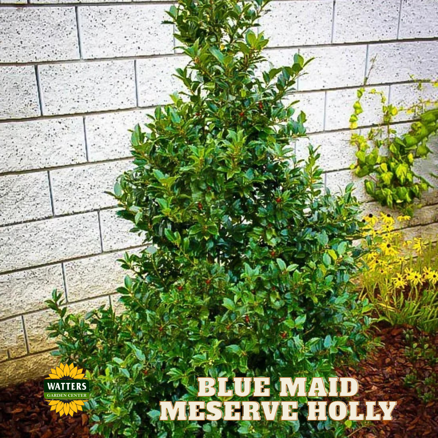 Blue Maid™ Meserve Holly (ILEX X MES. BLUE MAID) - 3 gallon 15"