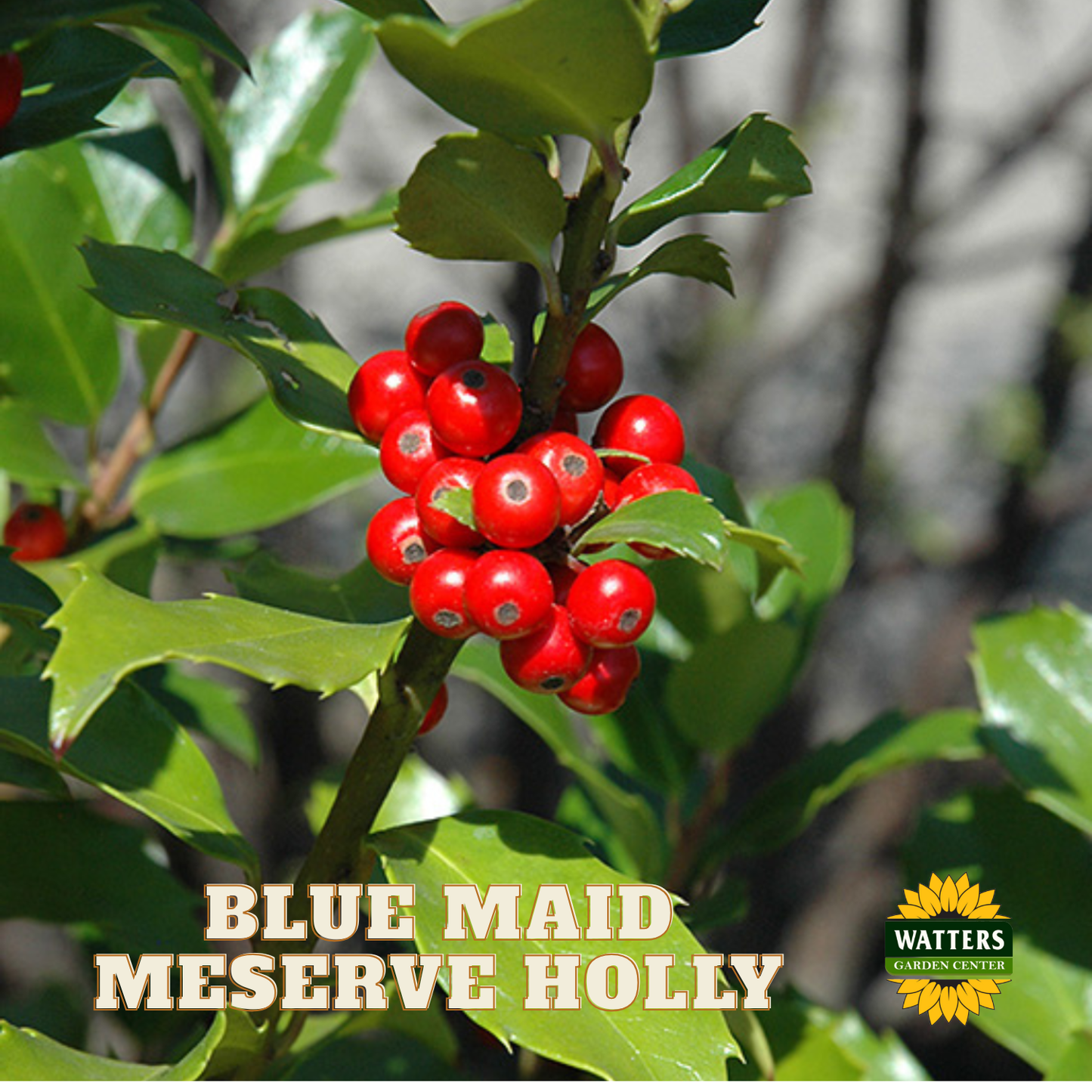 Blue Maid™ Meserve Holly (ILEX X MES. BLUE MAID) - 3 gallon 15"