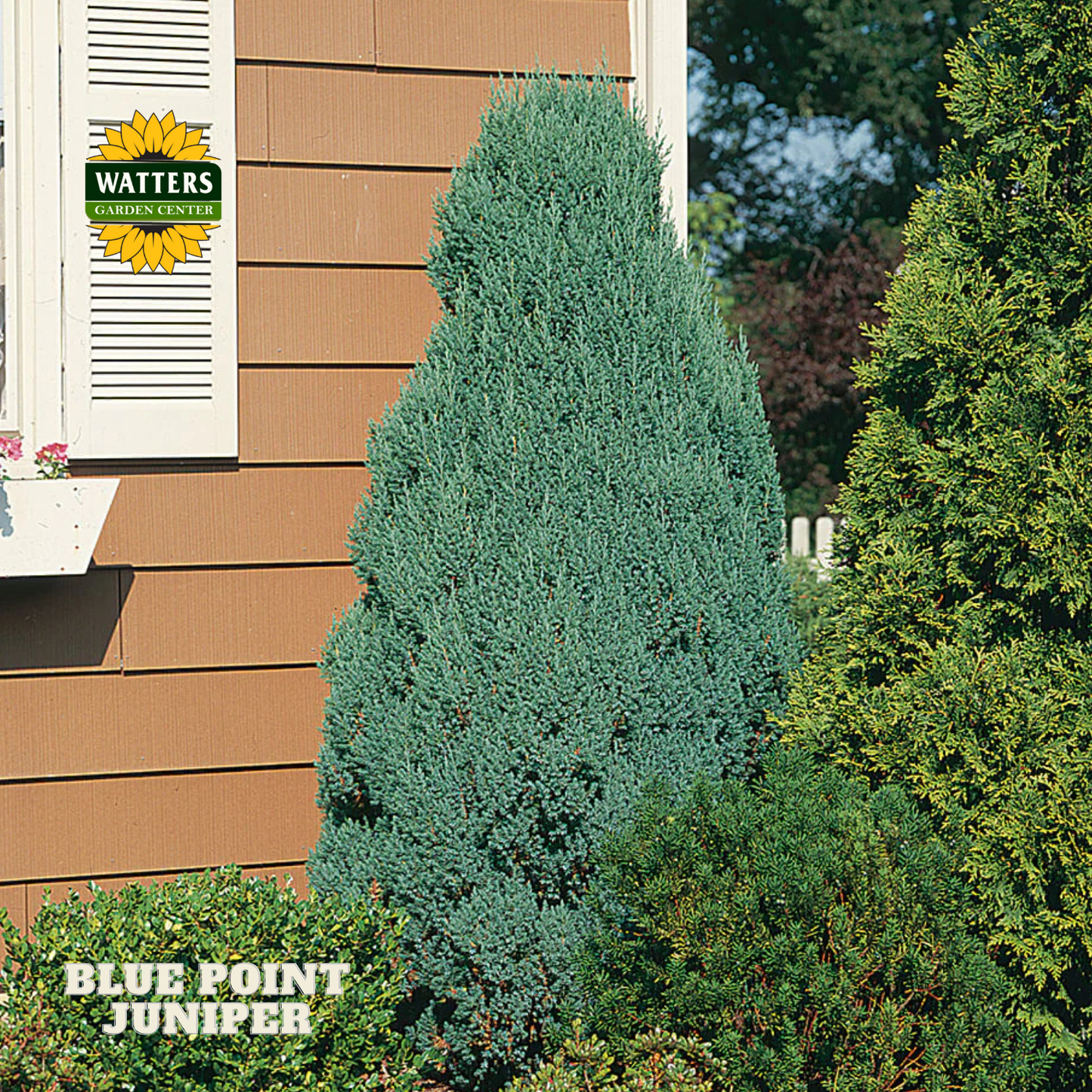 Blue Point Juniper (JUNIPER C. BLUE POINT) - 3 gallon 24"