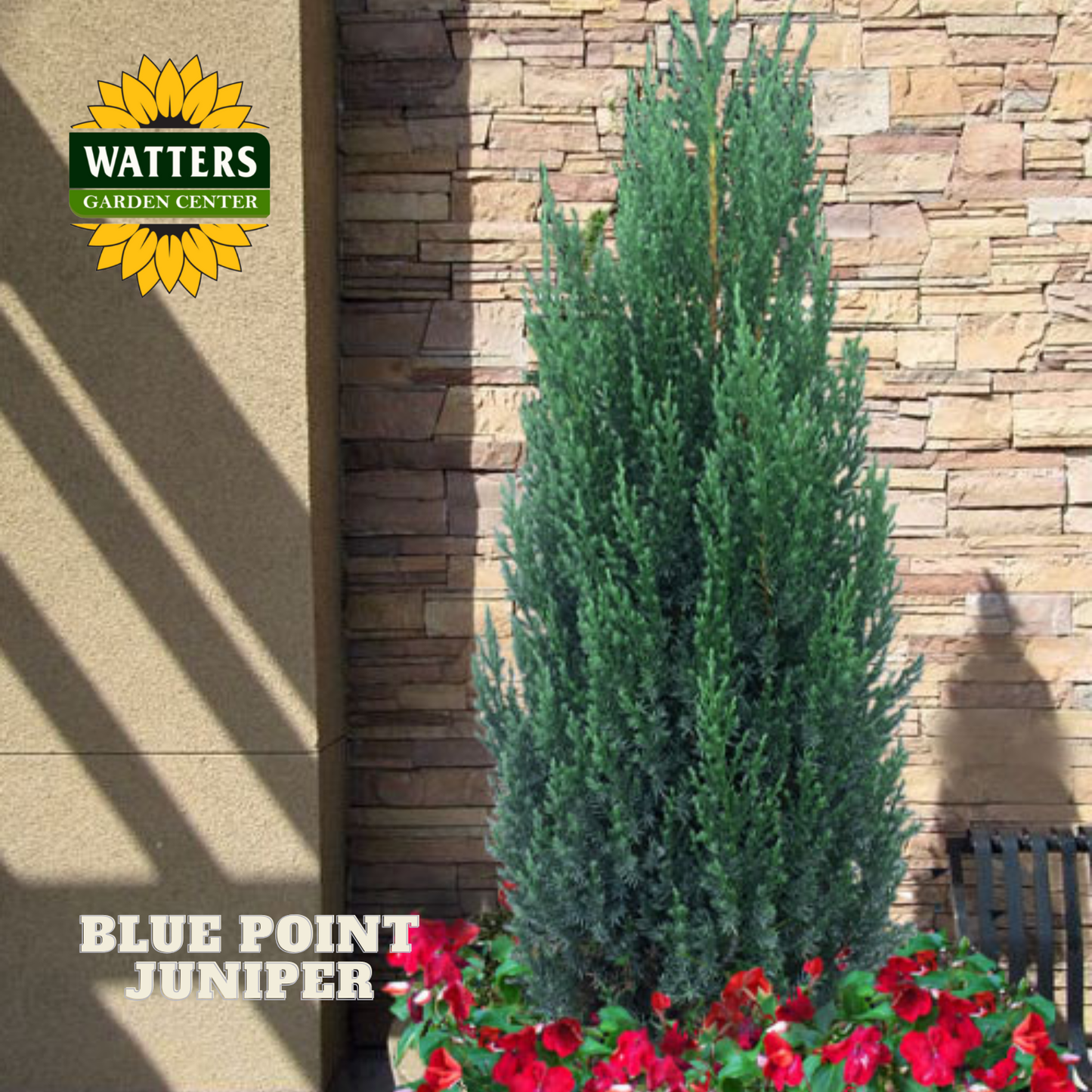 Blue Point Juniper (JUNIPER C. BLUE POINT) - 3 gallon 24"