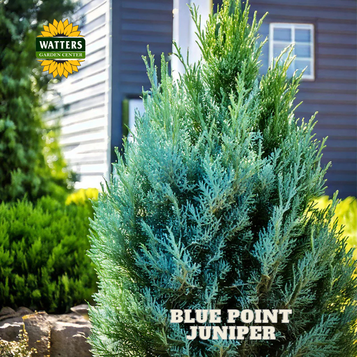 Blue Point Juniper (JUNIPER C. BLUE POINT) - 3 gallon 24"