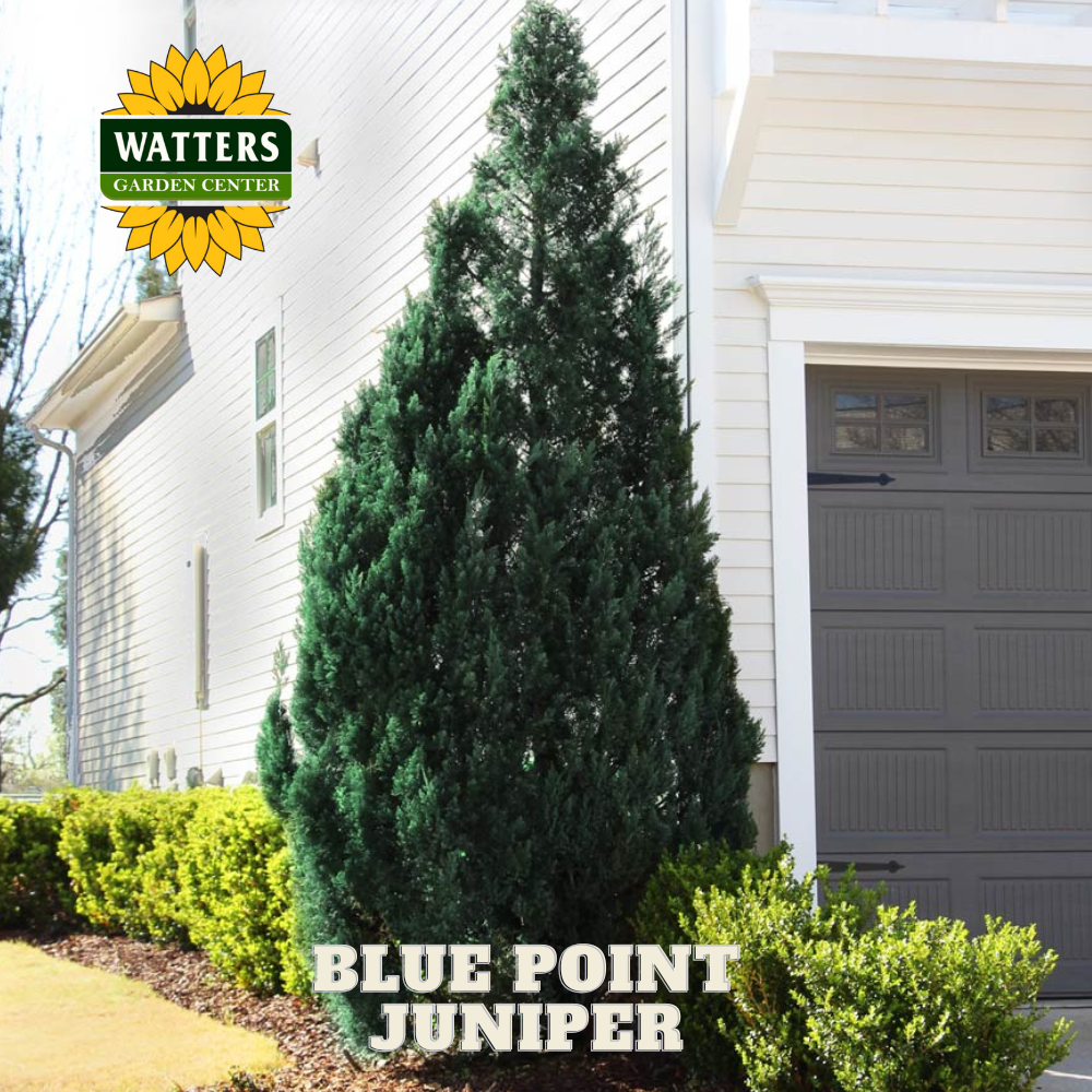 Blue Point Juniper (JUNIPER C. BLUE POINT) - 3 gallon 24"