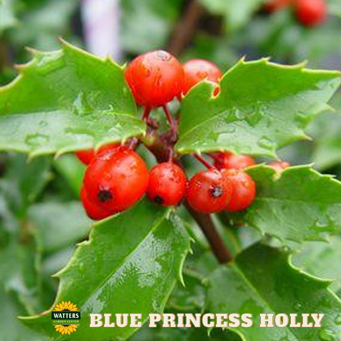 Blue Princess Holly  - 3 gal 15"