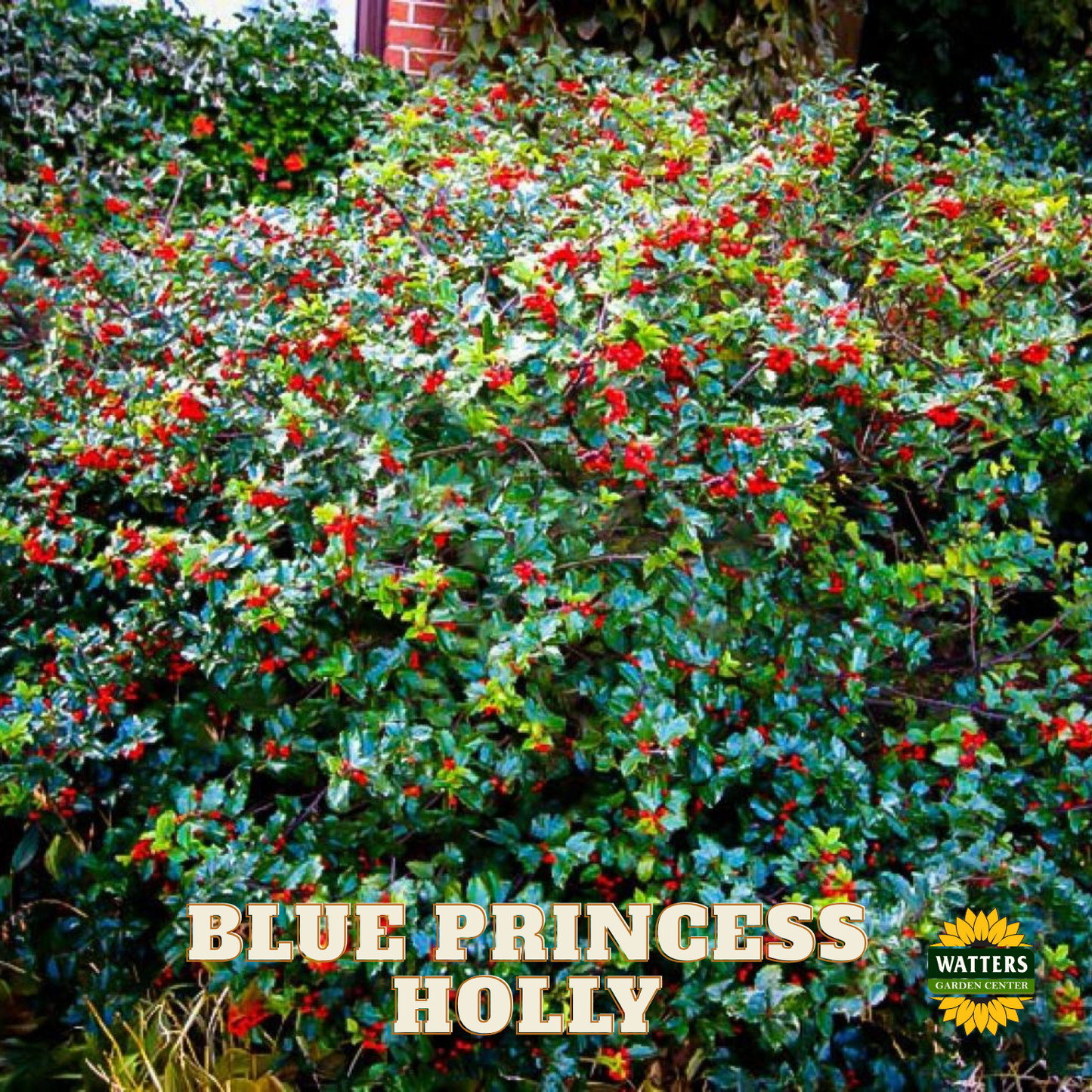 Blue Princess Holly  - 3 gal 15"