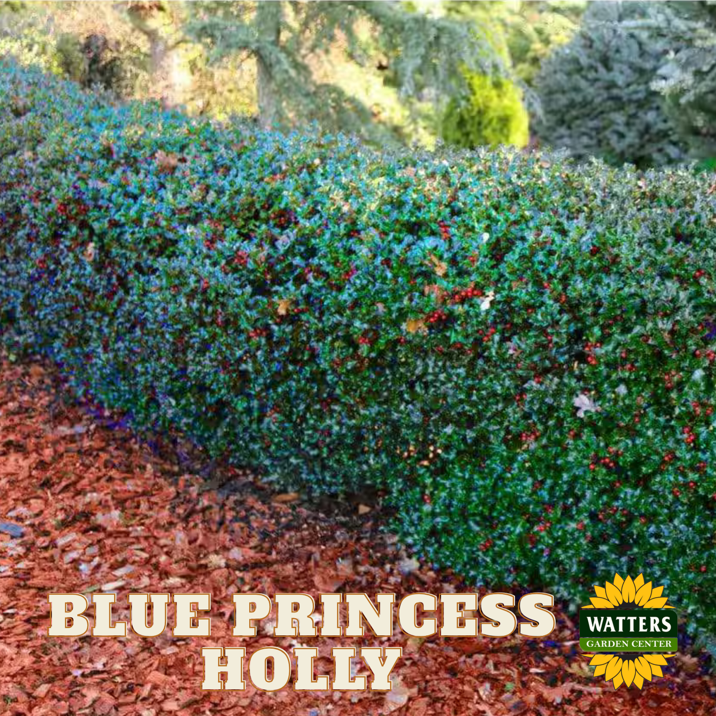 Blue Princess Holly  - 3 gal 15"