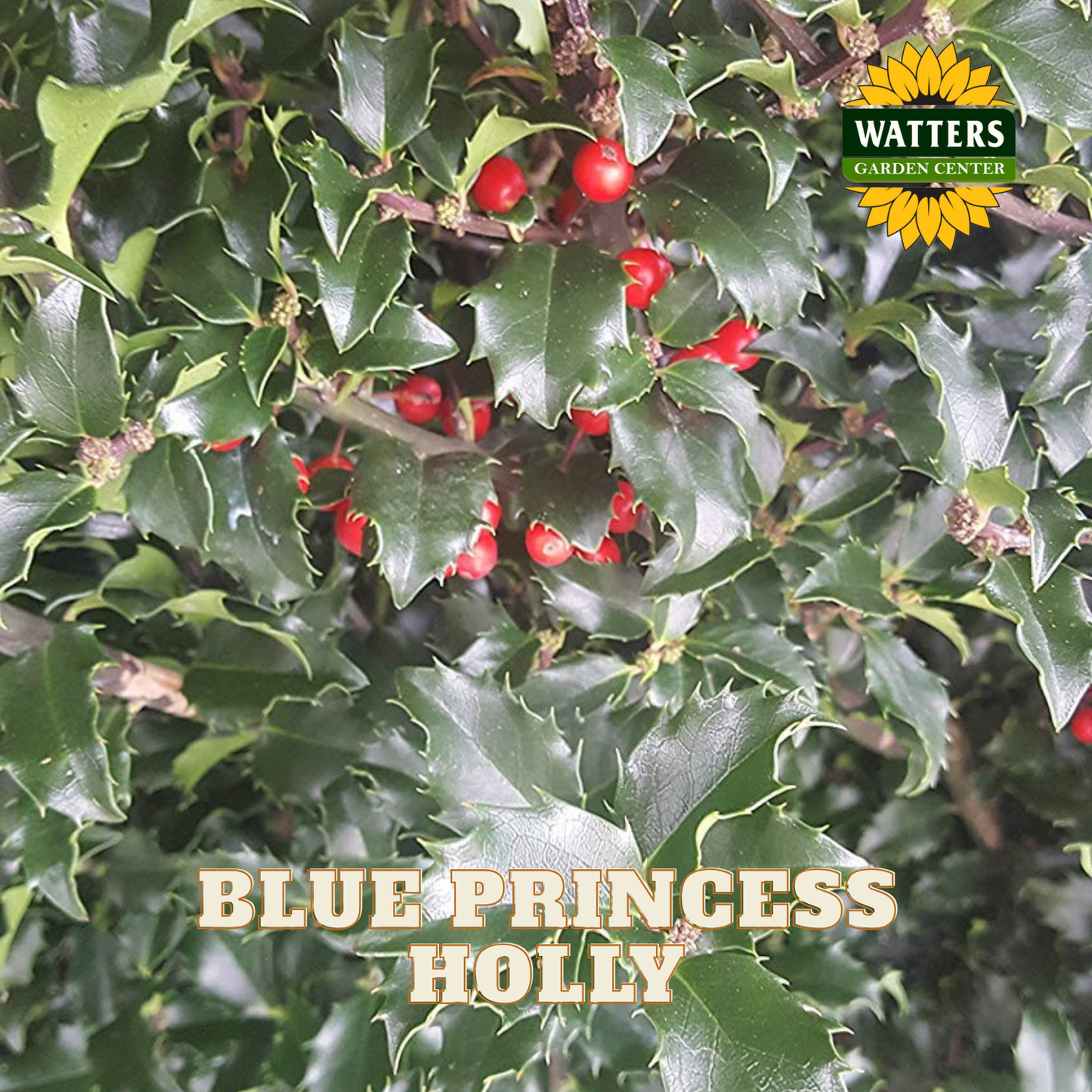 Blue Princess Holly  - 3 gal 15"