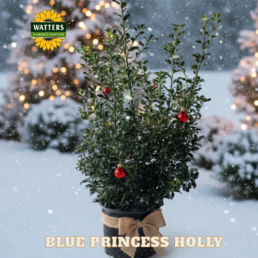 Blue Princess Holly  - 3 gal 15"