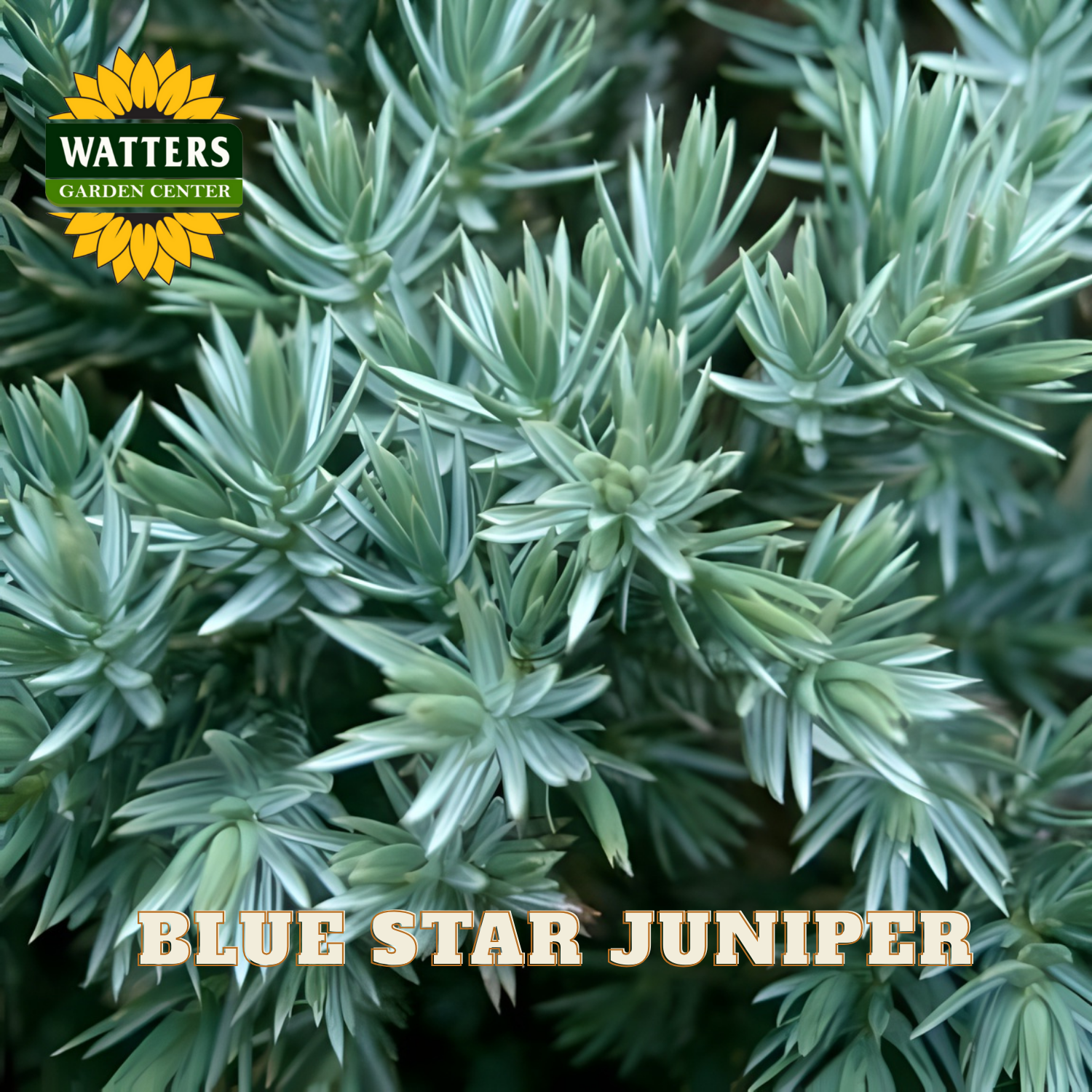 Blue Star Juniper plant with Watters Garden Center logo