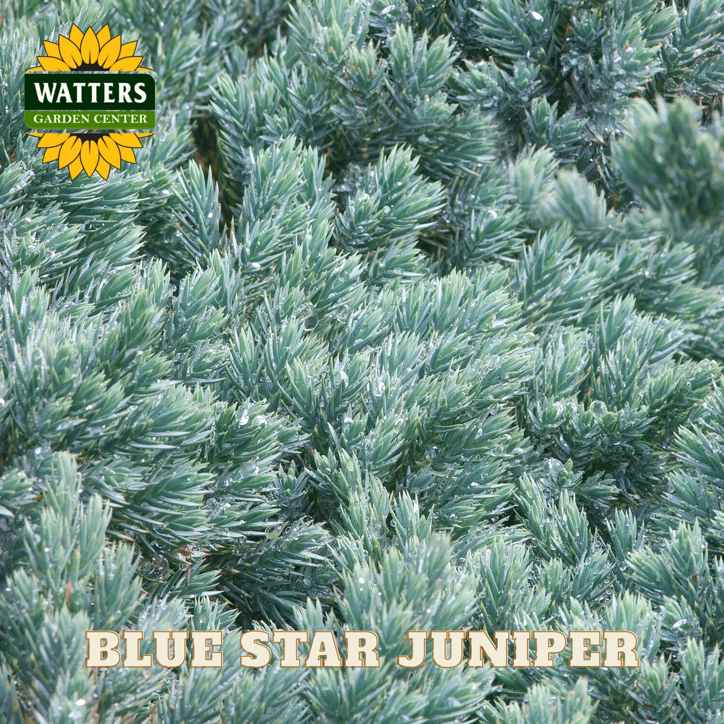 Blue Star Juniper with Watters Garden Center logo