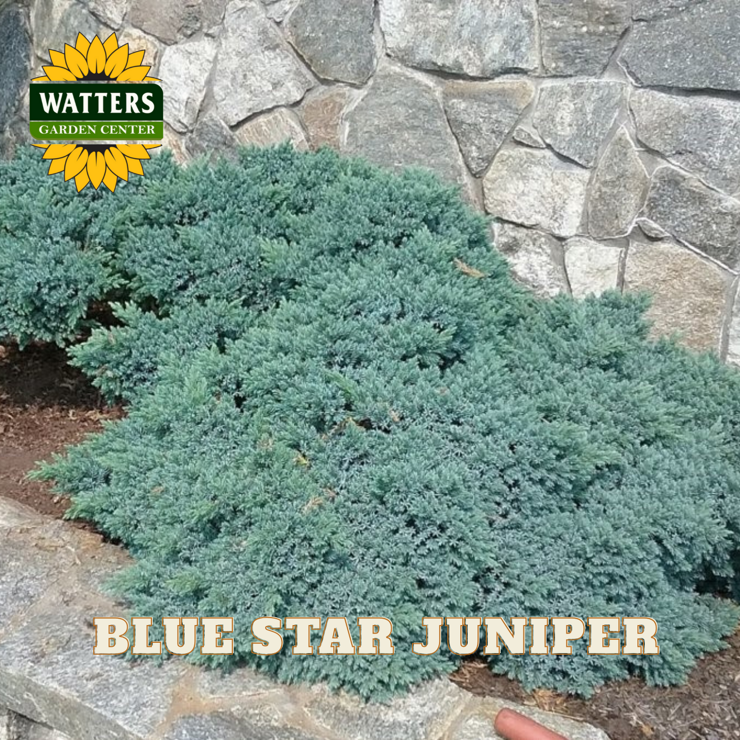 Blue Star Juniper plant in front of a stone wall with Watters Garden Center logo.