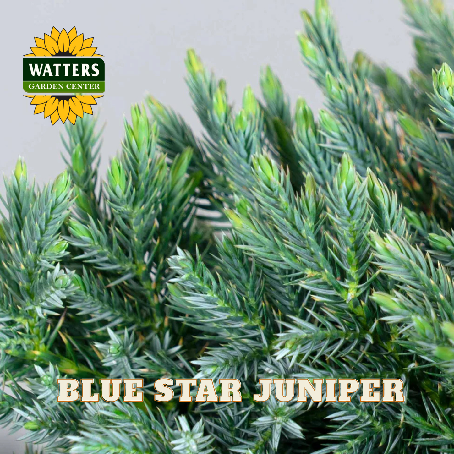Blue Star Juniper plant with Watters Garden Center logo in the corner.