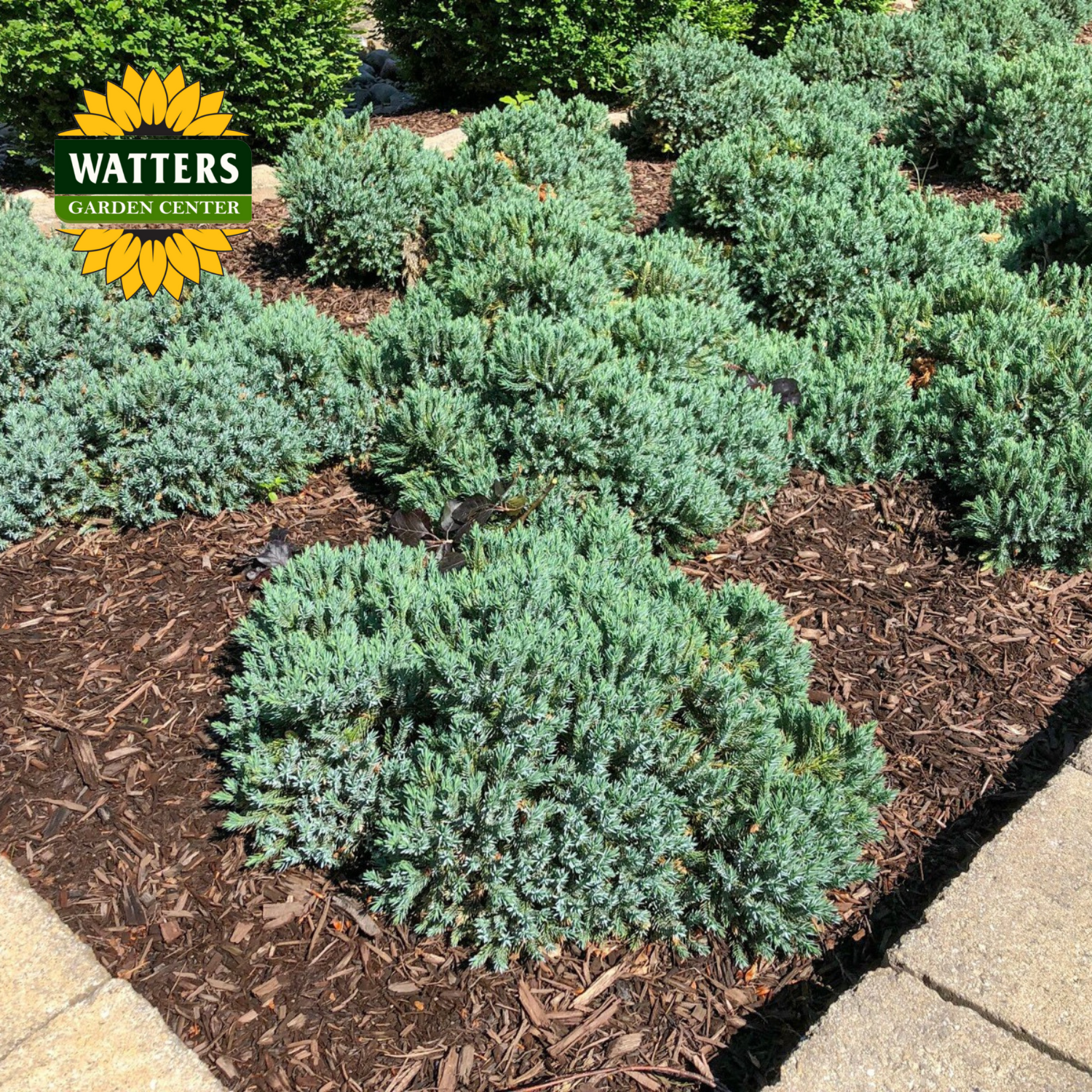 Garden bed with evergreen shrubs and mulch, featuring Watters Garden Center logo.