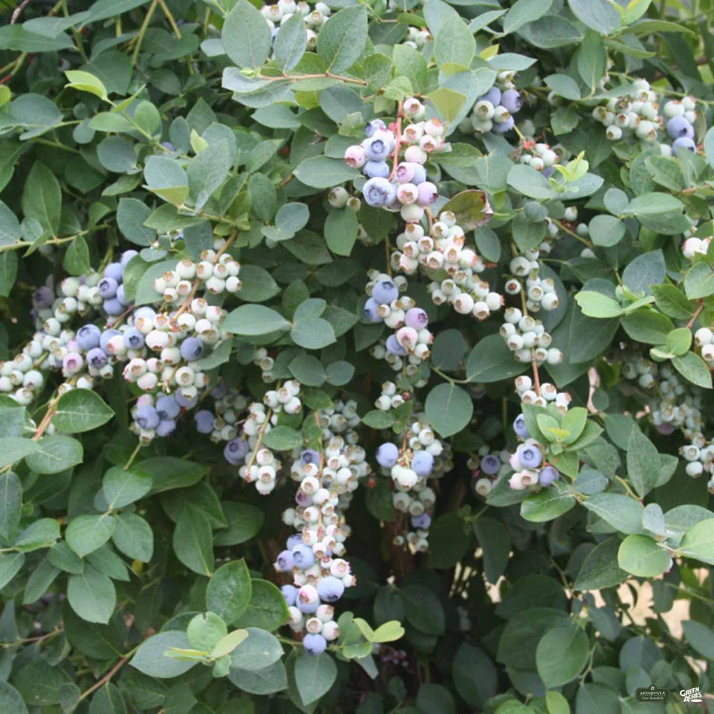 BOUNTIFUL BLUE BLUEBERRY 2gal
