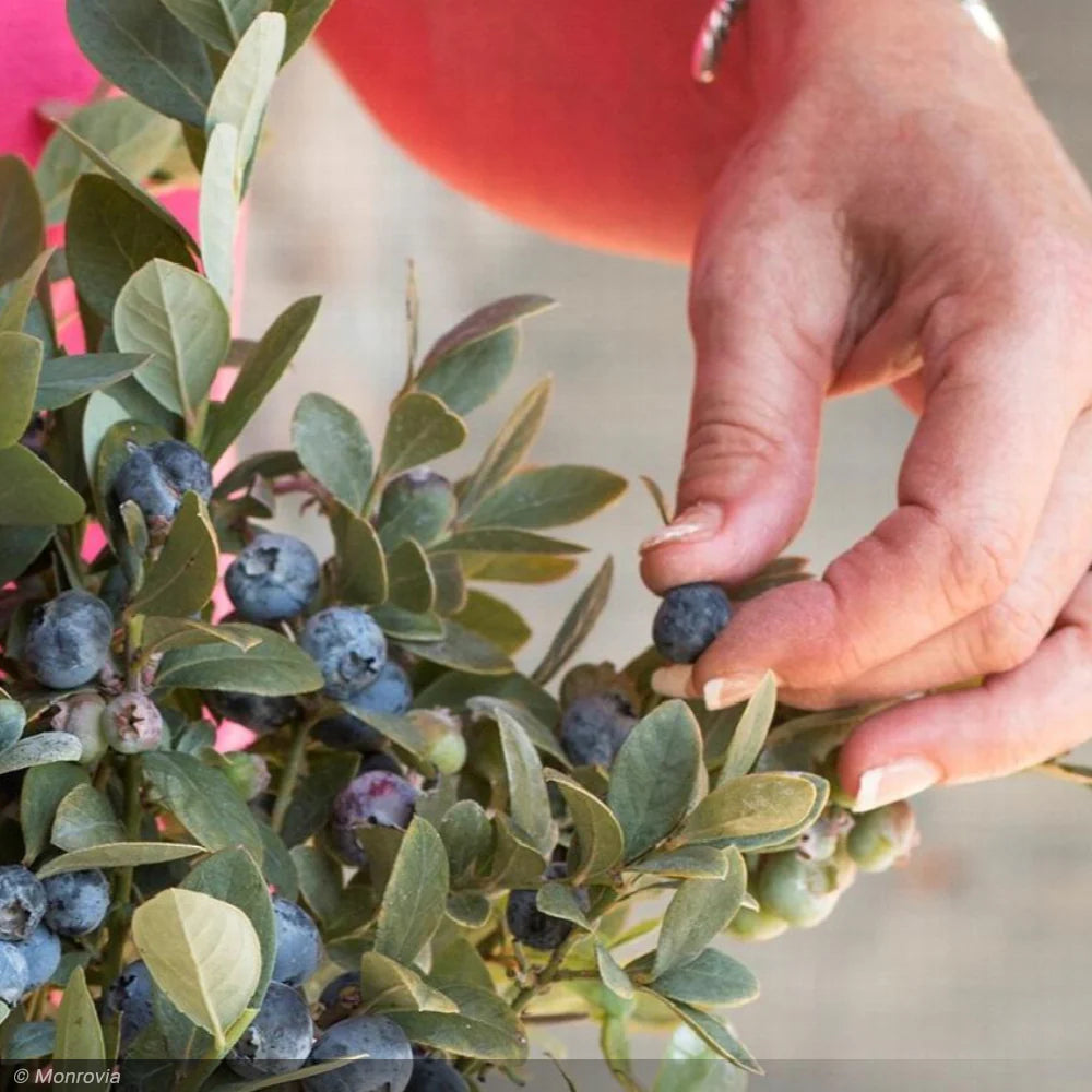 BOUNTIFUL BLUE BLUEBERRY 2gal