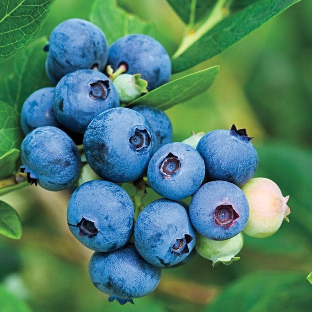 JUBILEE MIDSEASON BLUEBERRY 1gal