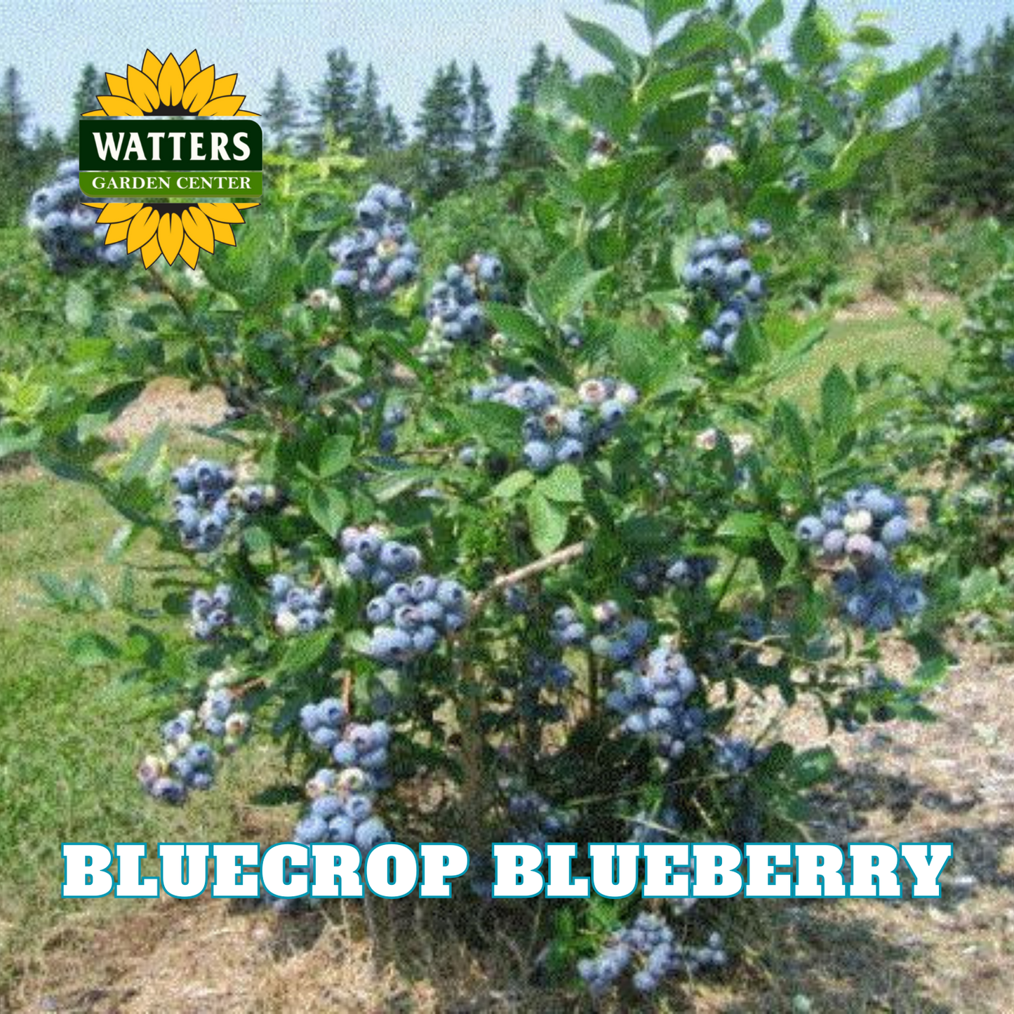 Bluecrop Highbush Blueberry - 1 gal 10"