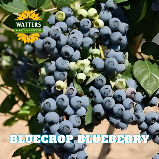 Bluecrop Highbush Blueberry - 1 gal 10"