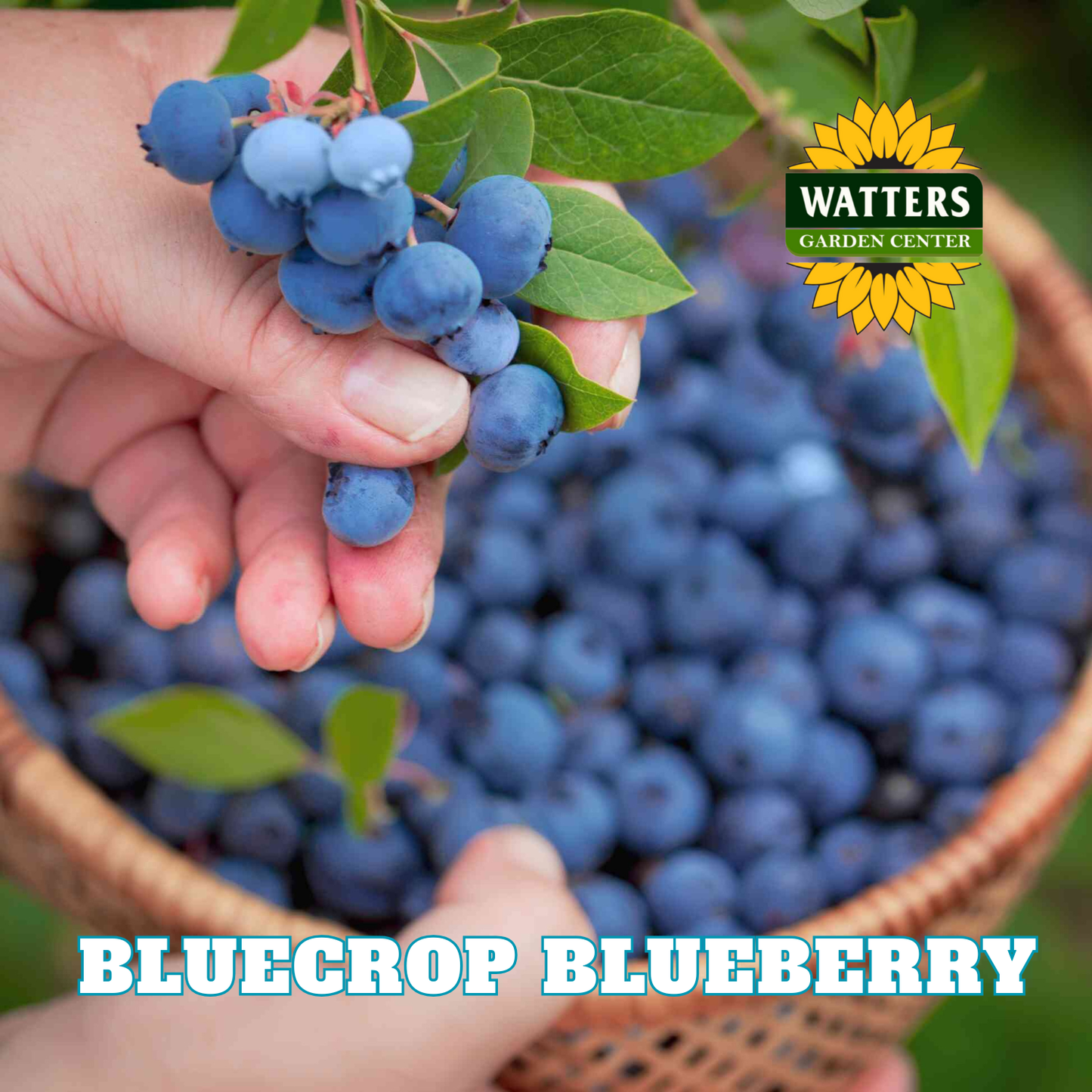 Bluecrop Highbush Blueberry - 1 gal 10"