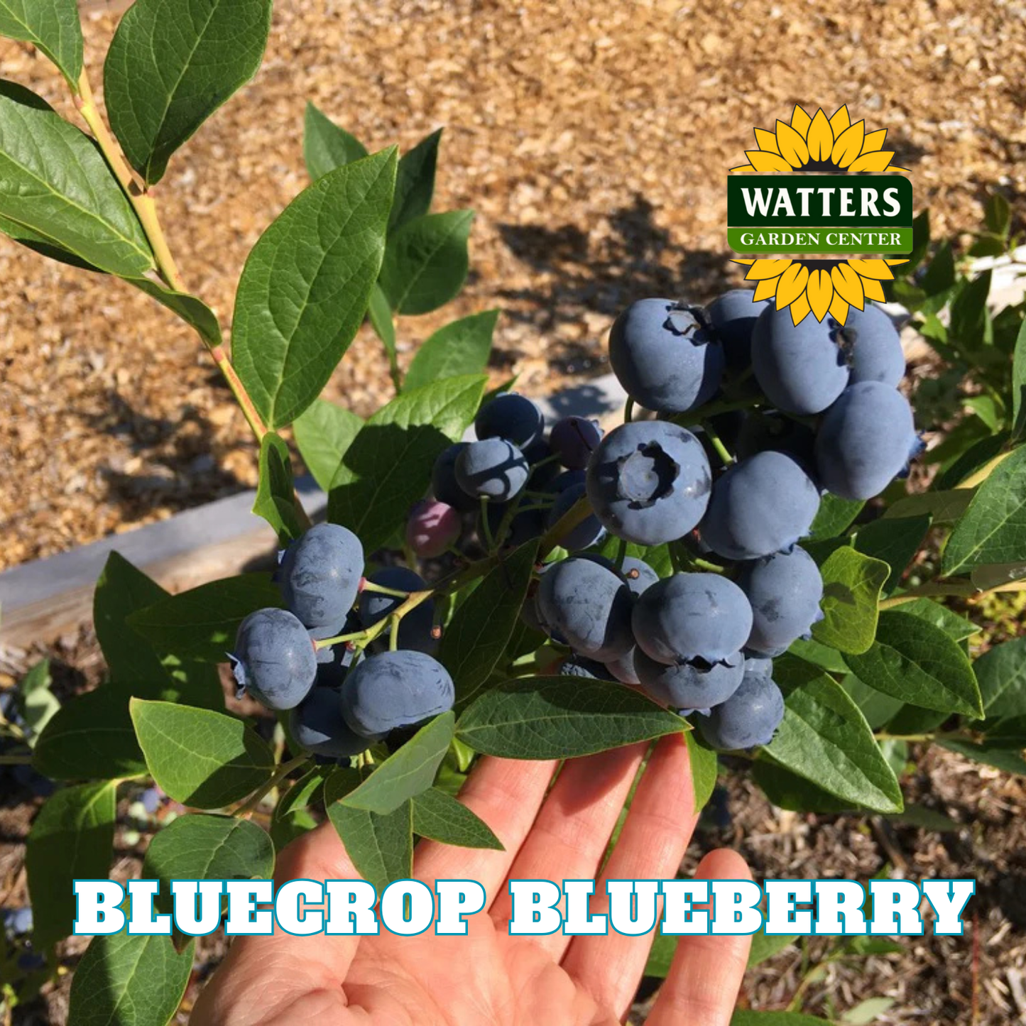 Bluecrop Highbush Blueberry - 1 gal 10"