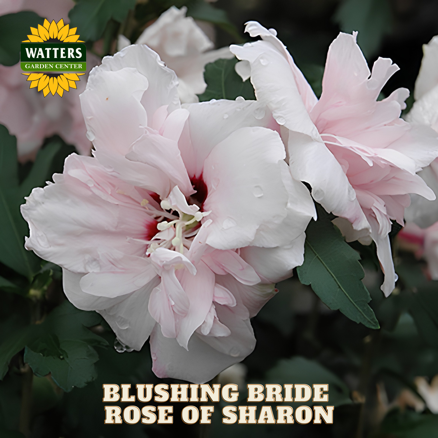 Pink 'Blushing Bride' Rose of Sharon flower with Watters Garden Center logo.