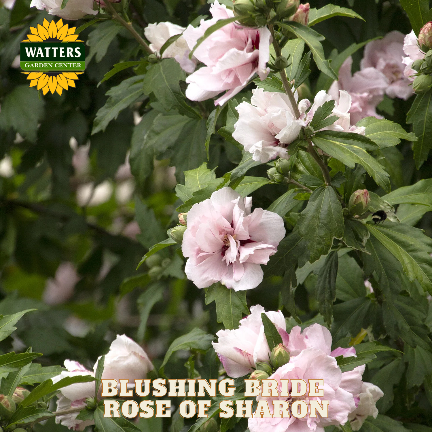 Pink flowers with green leaves and Watters Garden Center logo.