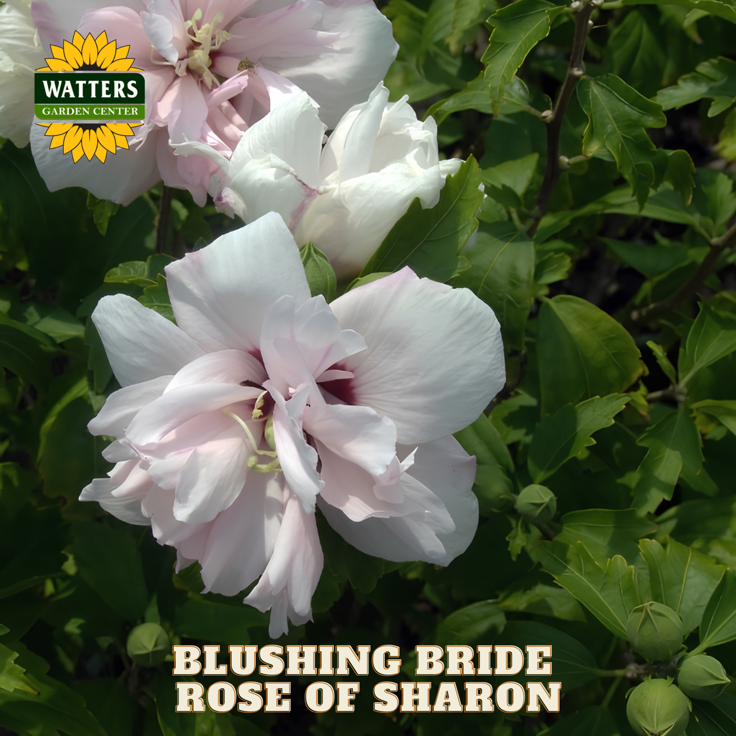 Pink 'Blushing Bride' Rose of Sharon flowers with green leaves and Watters Garden Center logo.