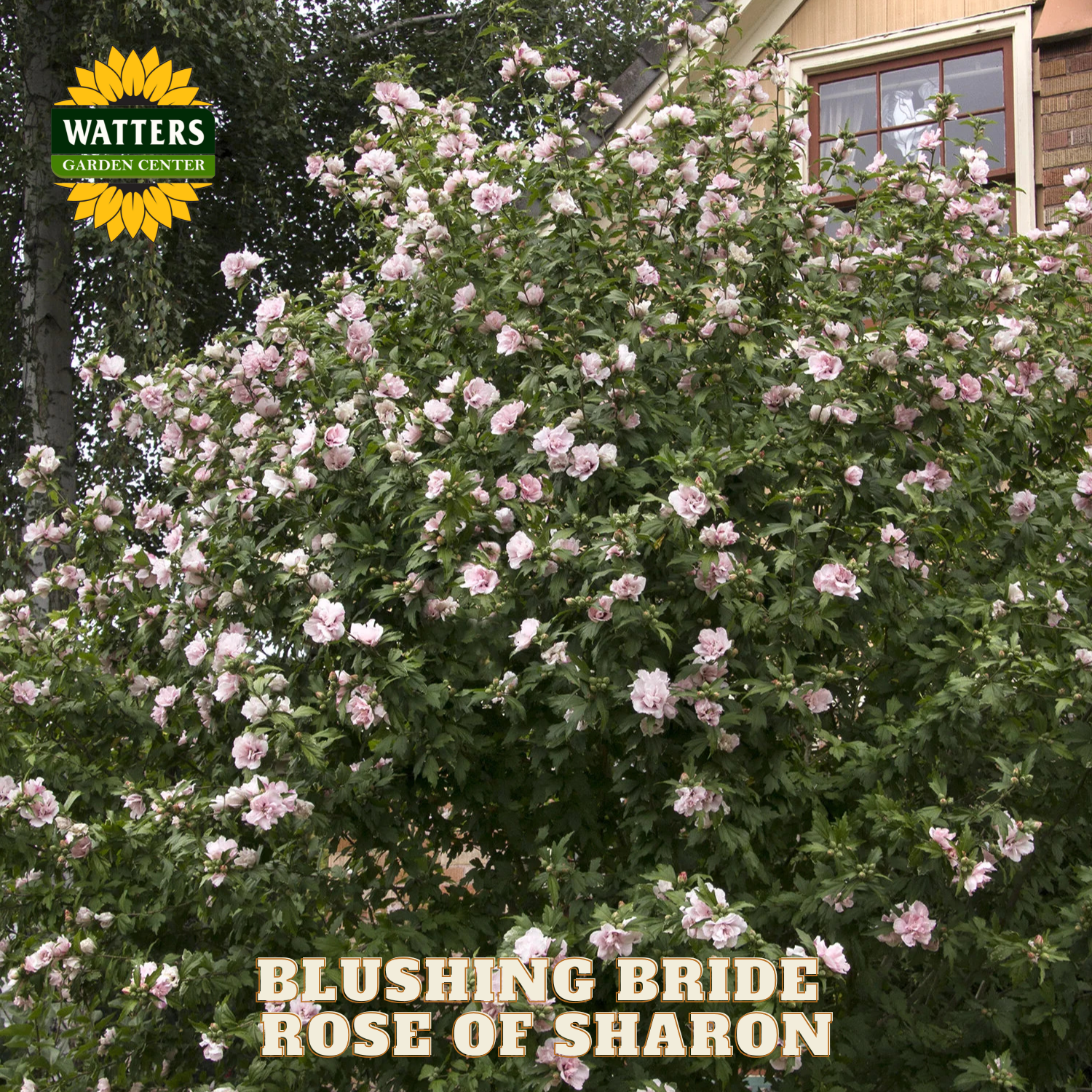 Flowering bush labeled 'Blushing Bride Rose of Sharon' with Watters Garden Center branding.