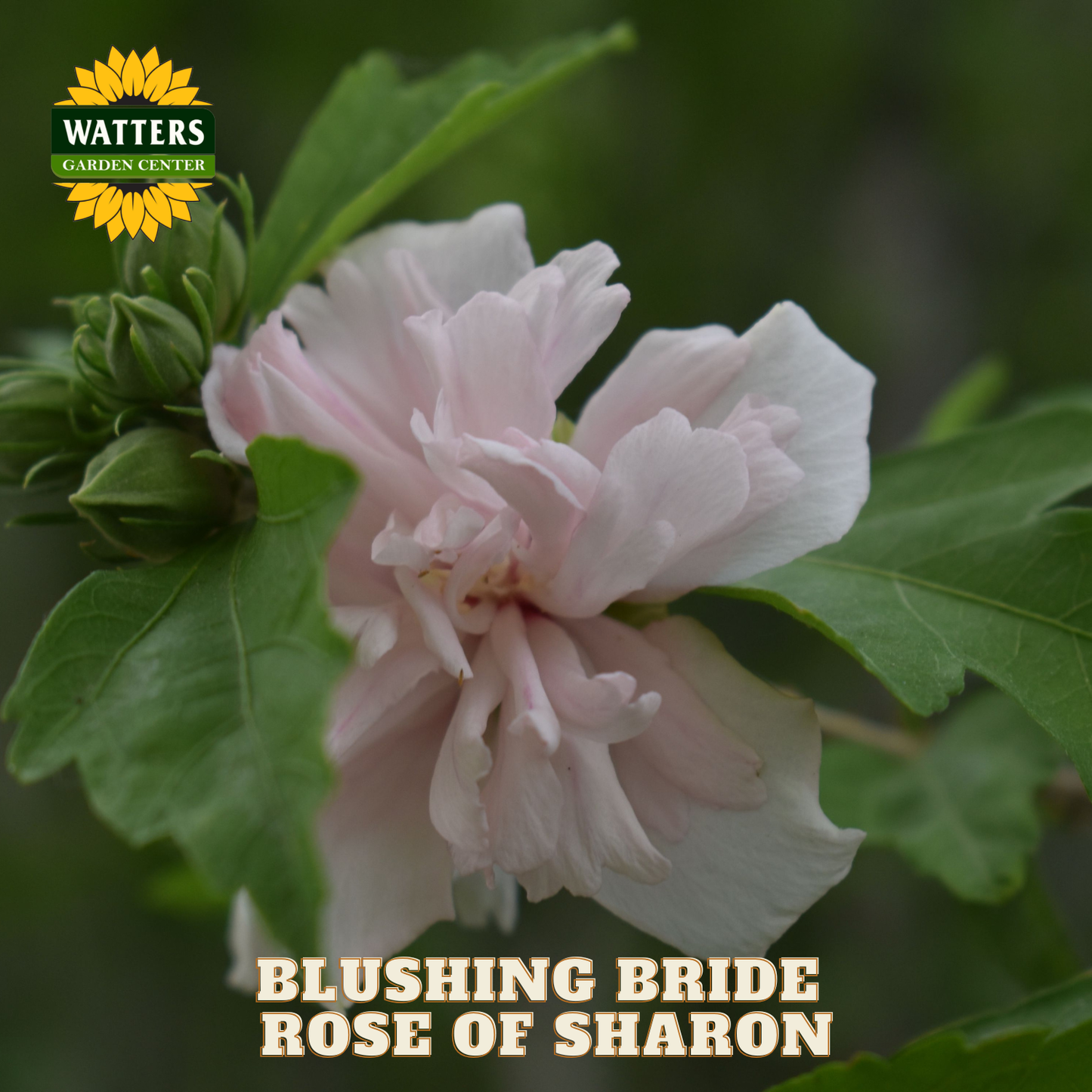 Pink flower with green leaves and Watters Garden Center branding.