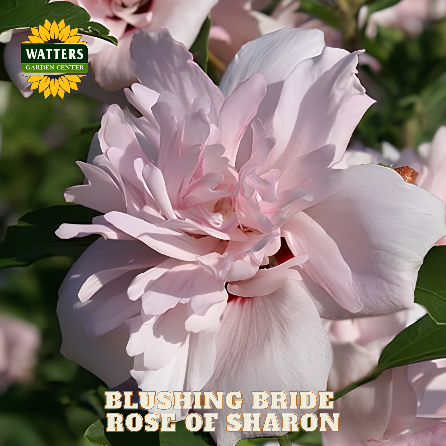 Pink rose of sharon flower with Watters Garden Center logo and 'Blushing Bride' text.