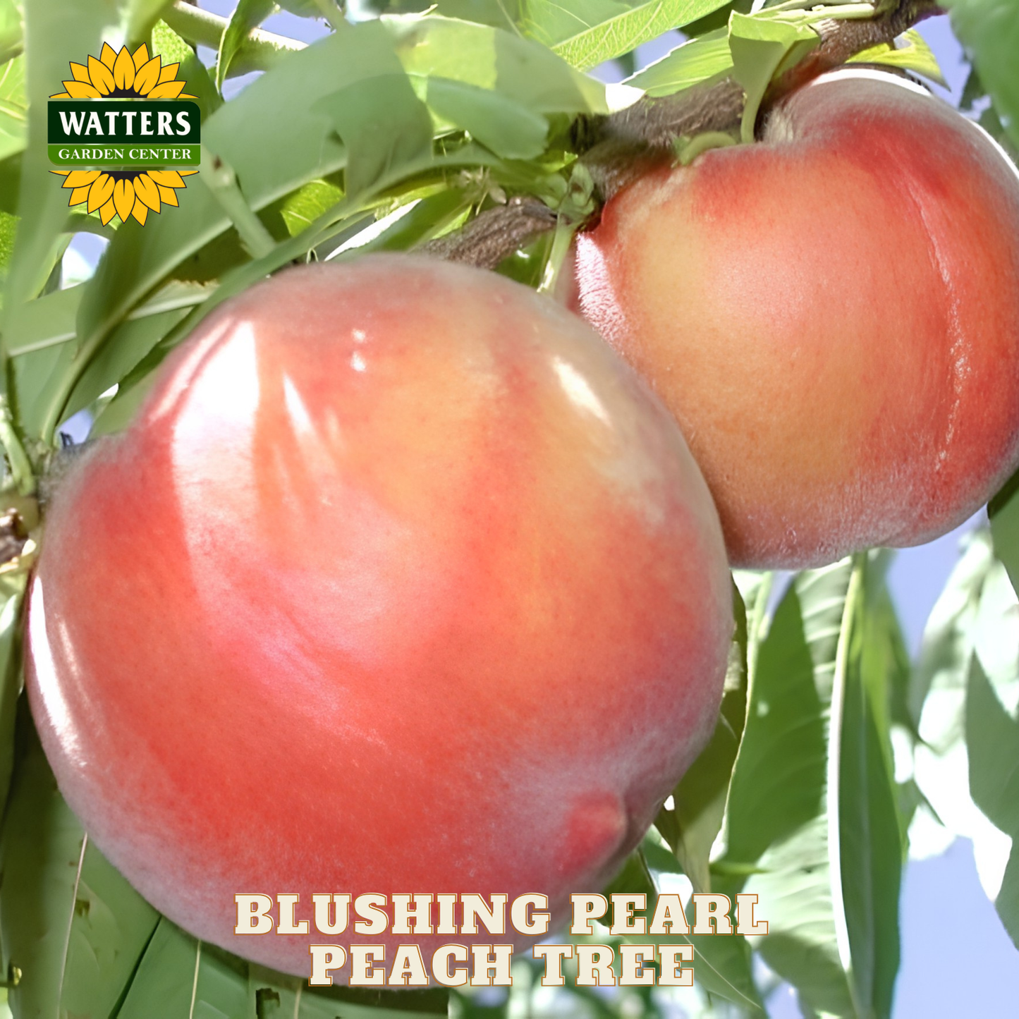 Two peaches on a branch with 'Watters Garden Center' logo and 'Blushing Pearl Peach Tree' text.