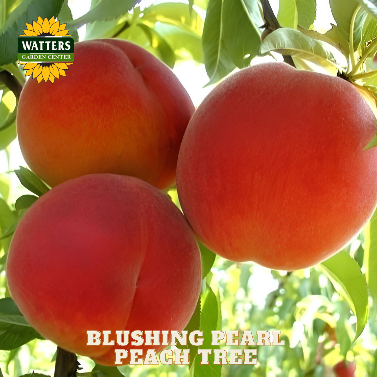 Three blushing pearl peaches on a tree with Watters Garden Center logo.