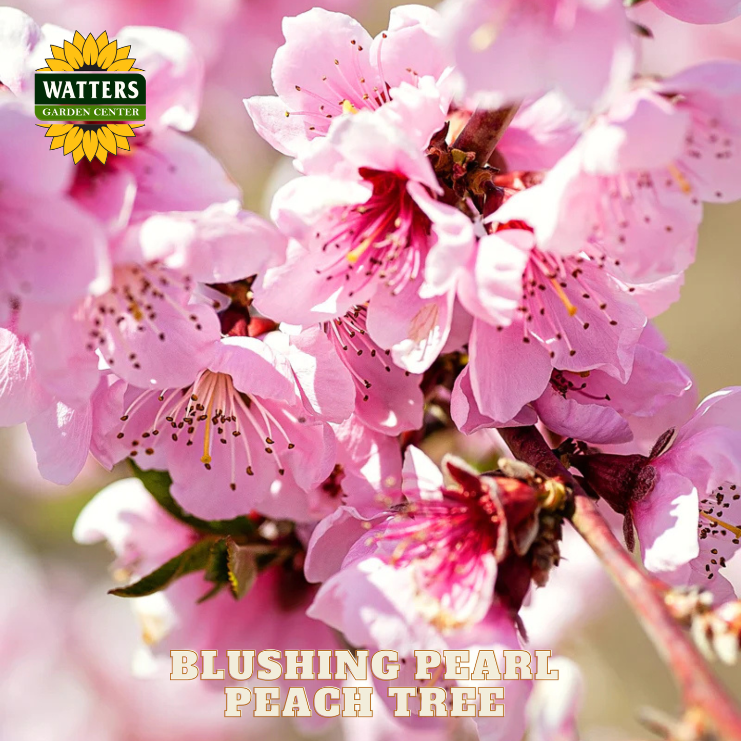 Close-up of pink peach blossoms with Watters Garden Center logo.