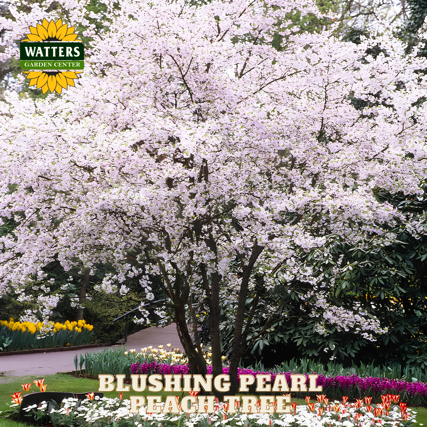 Blushing Pearl Peach Tree with Watters Garden Center branding