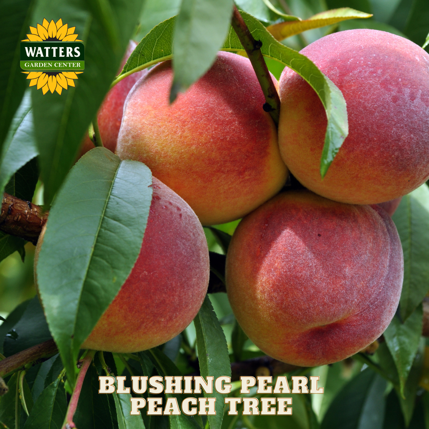 Close-up of Blushing Pearl peaches on a tree branch with Watters Garden Center logo.