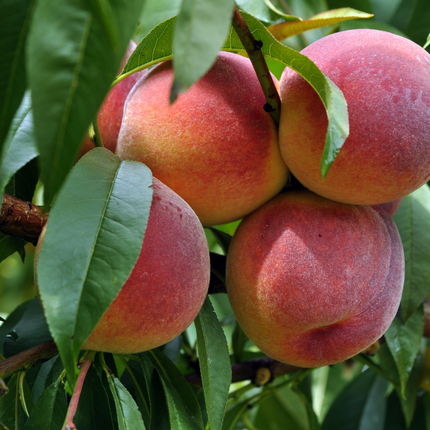 Ripe peaches on a tree branch with green leaves.