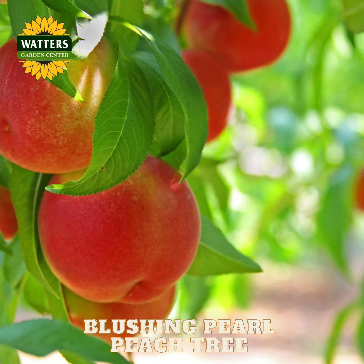 Ripe peaches on a tree with Watters Garden Center branding.