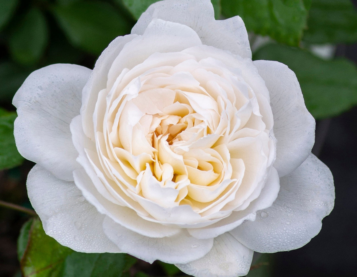 BOLERO ROSE 5gal