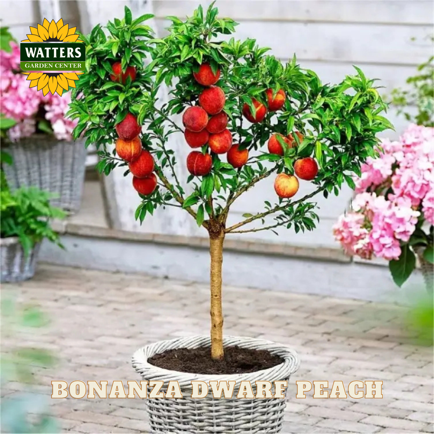 Potted Bonanza Dwarf Peach tree with ripe fruits on a blurred garden background