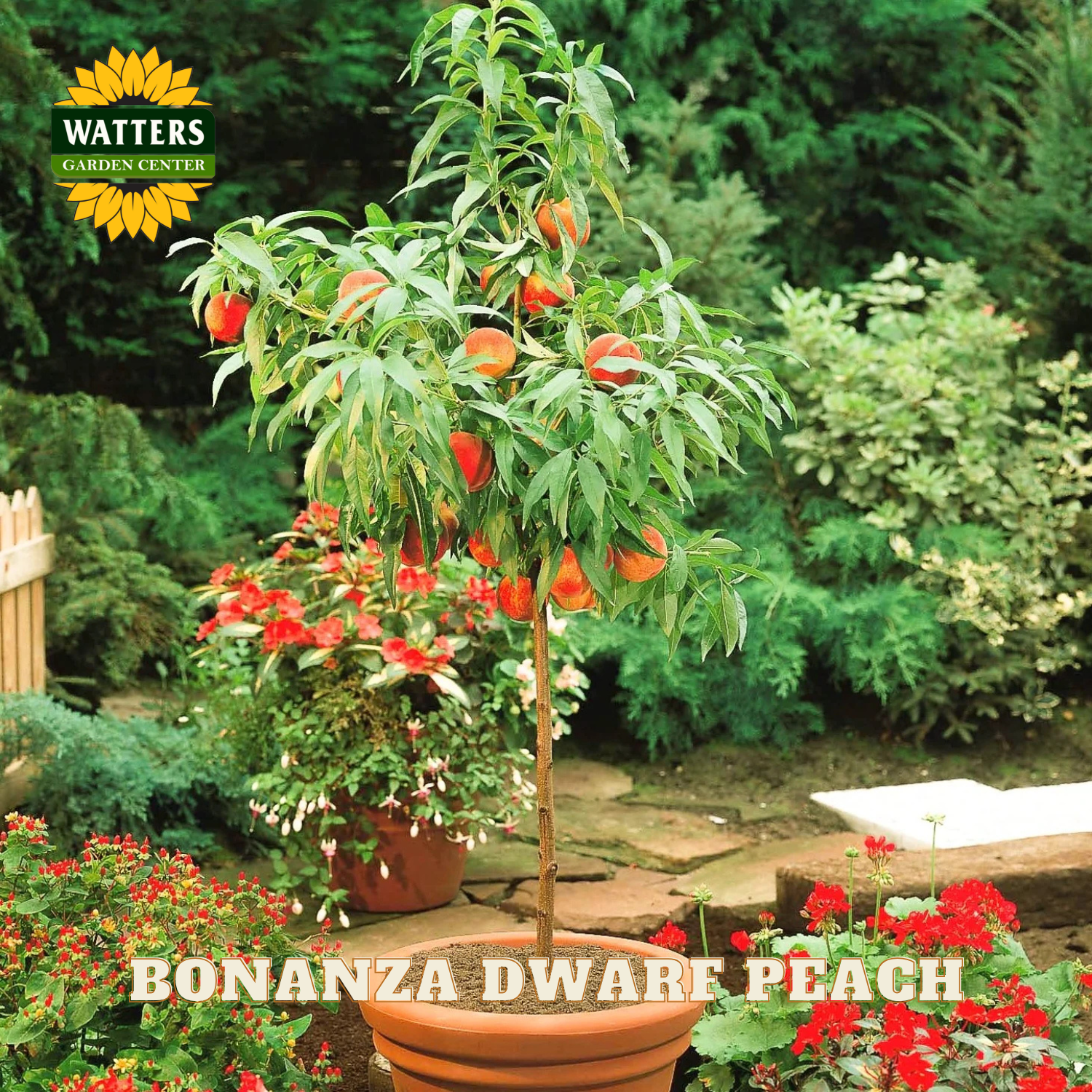 Bonanza Dwarf Peach tree with fruits in a garden setting, featuring Watters Garden Center logo.
