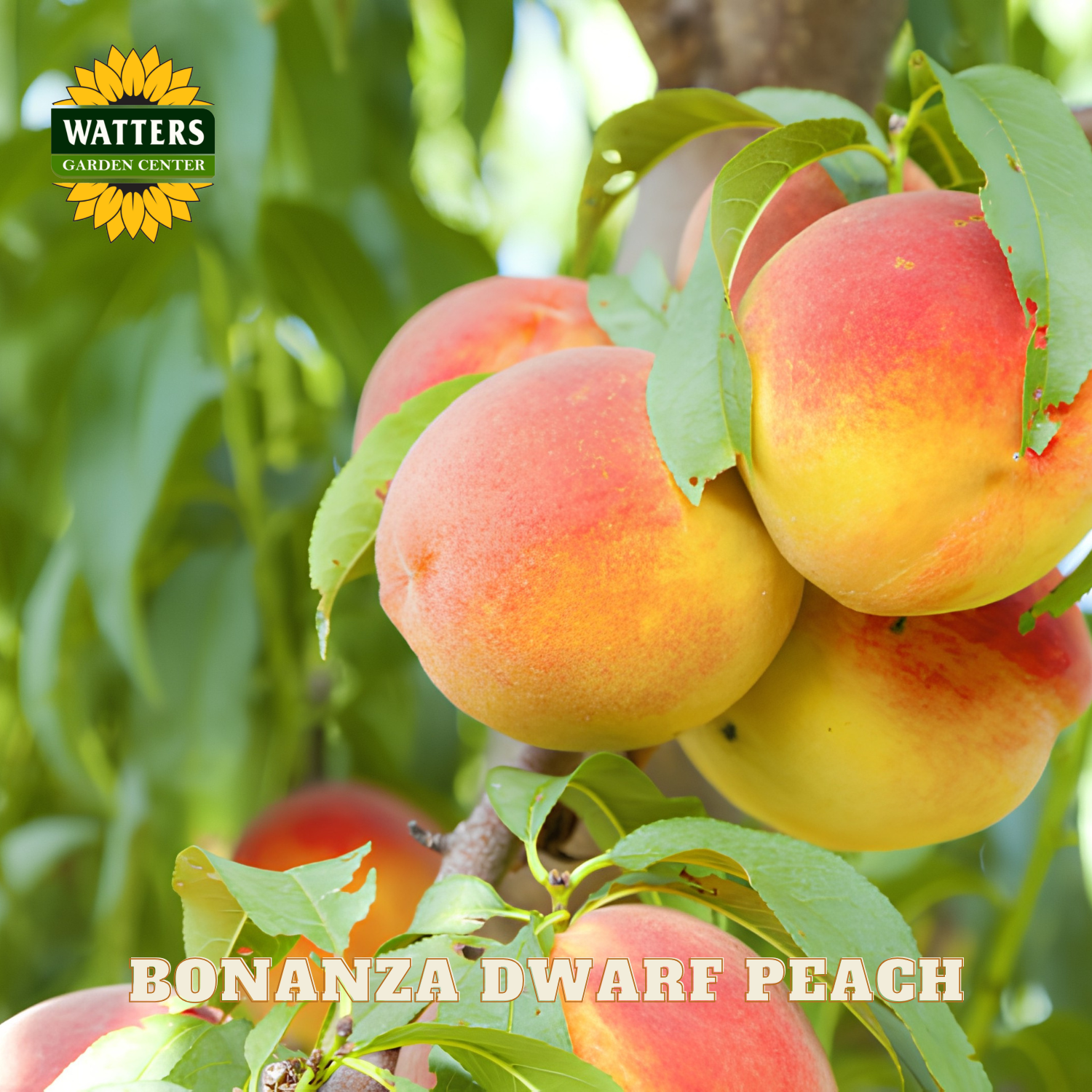 Bonanza Dwarf Peach on a tree with Watters Garden Center logo.