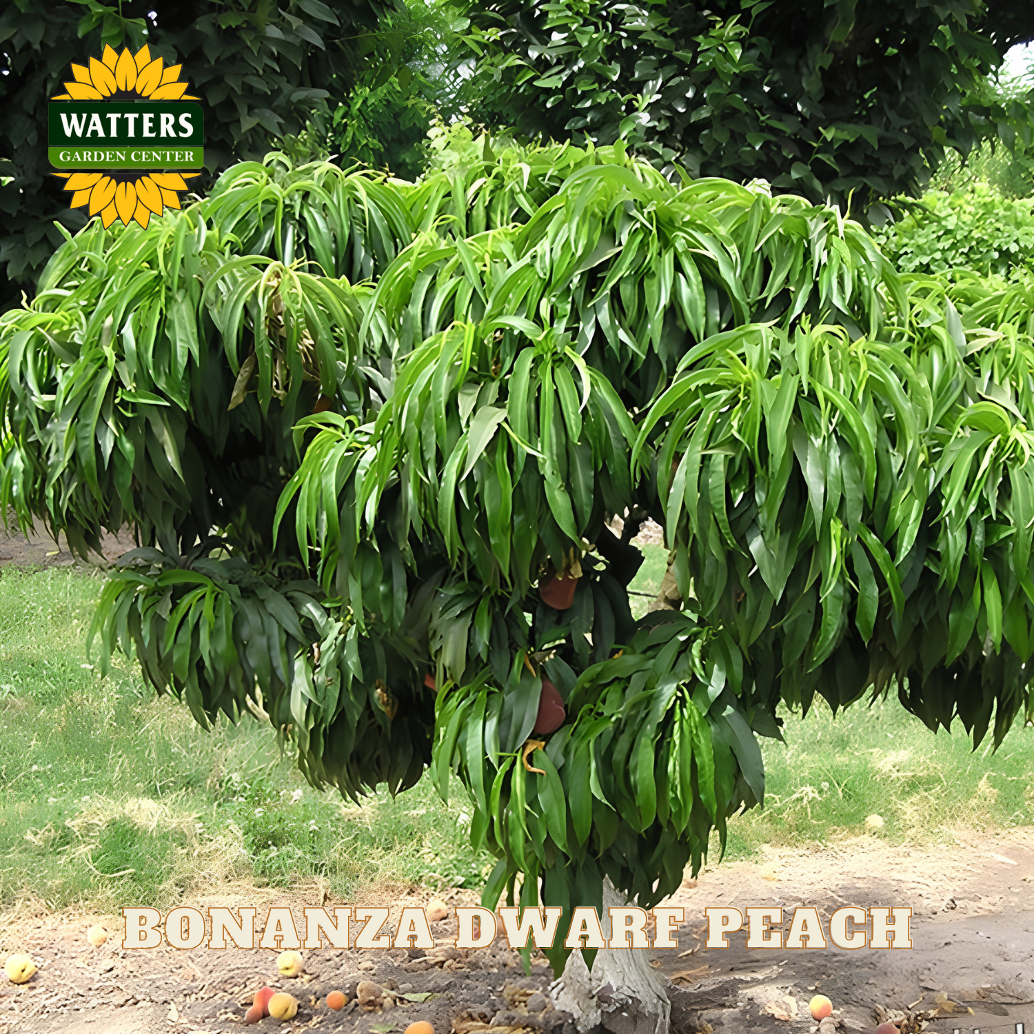Bonanza Dwarf Peach tree with fruits on a Watters Garden Center background