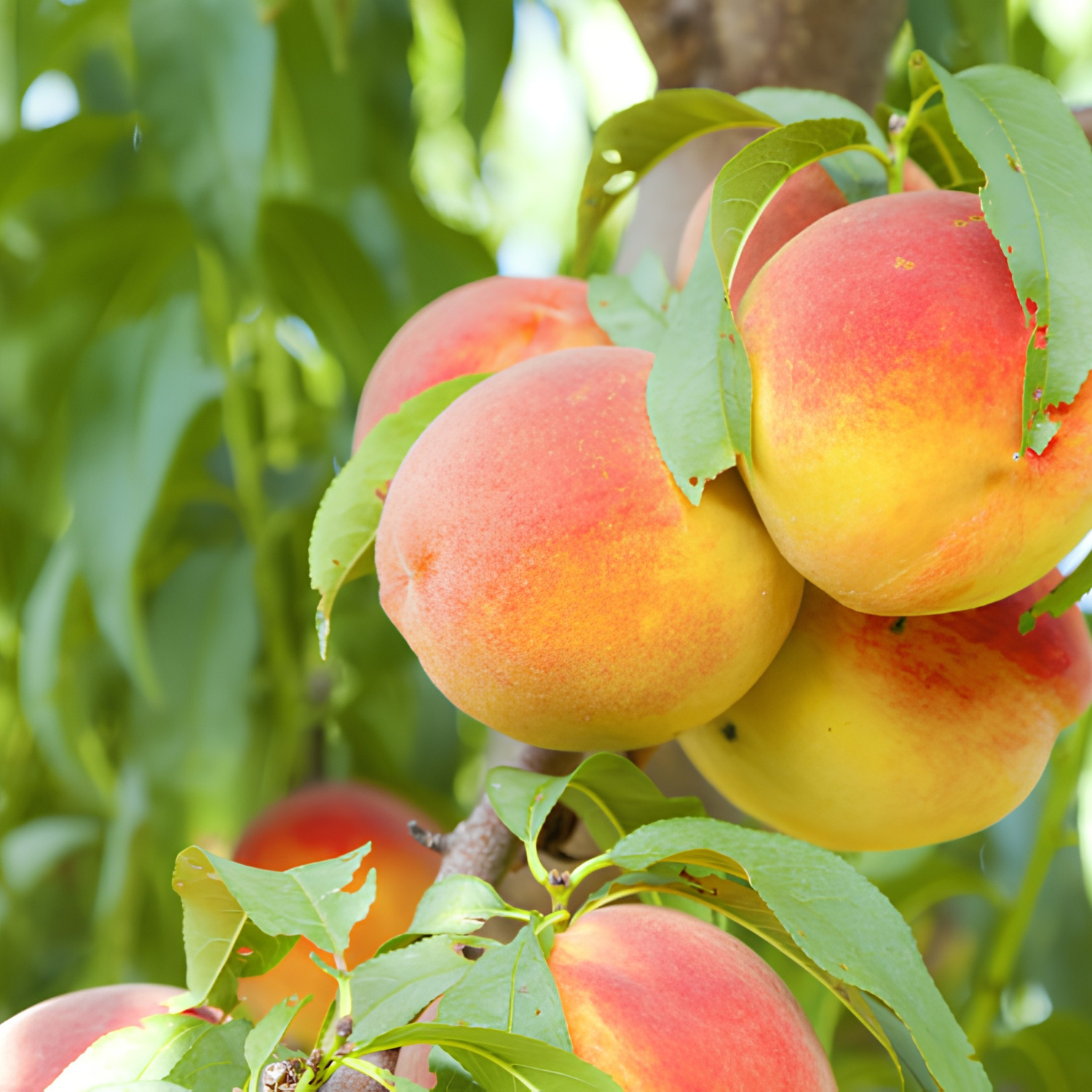 Ripe peaches on a tree branch with green leaves.