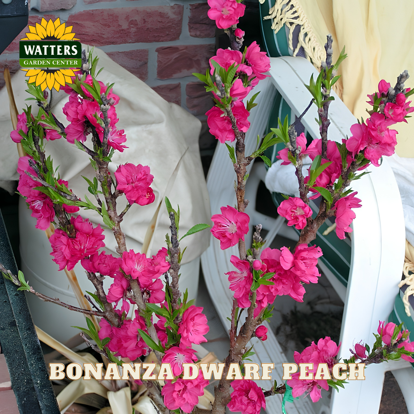 Bonanza Dwarf Peach tree with pink flowers in a garden setting, featuring Watters Garden Center branding.