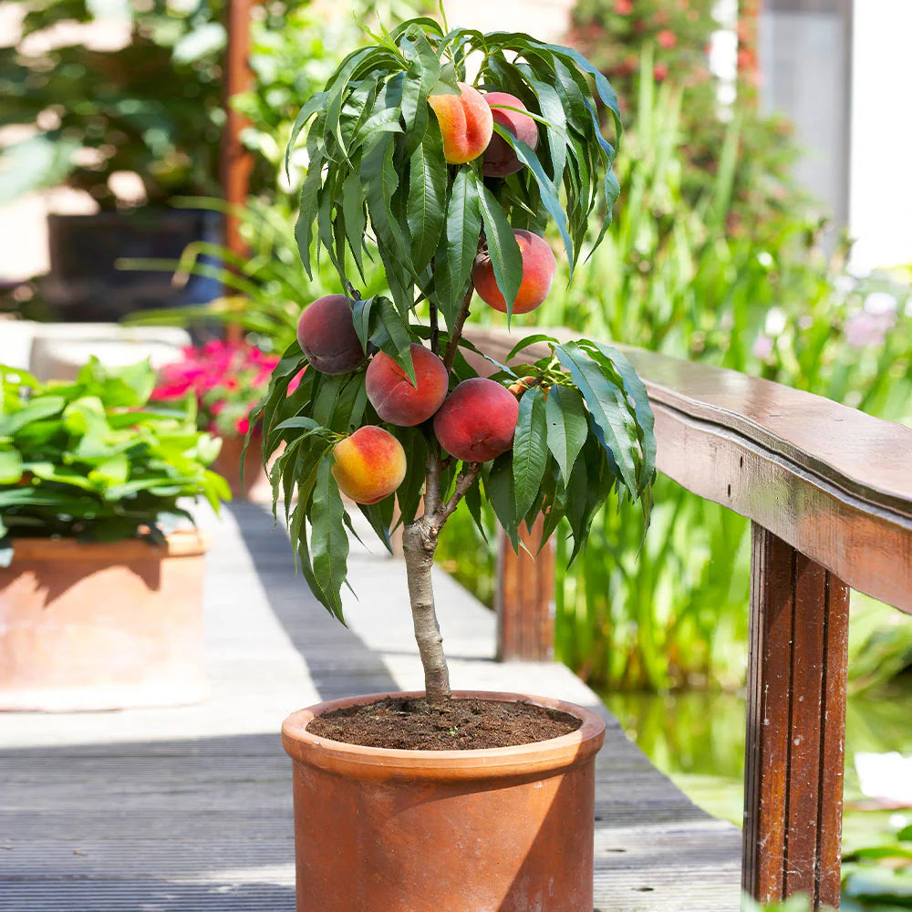BONANZA PEACH TREE DWARF 15gal